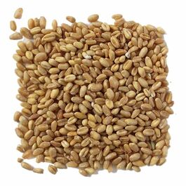 TRIGO GRANO ECOLOGICO