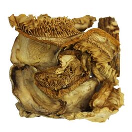 AMANITA CAESAREA