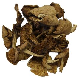 MARASMIUS OREADES - CARRETERA
